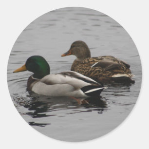A Drake and a Hen Classic Round Sticker