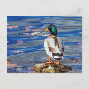 A Duck Contemplates a Swim. Postcard