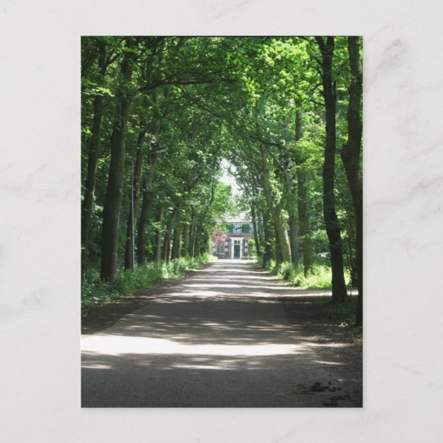 A Dutch Lane in Forrest in Holland Photo Postcard (Front)