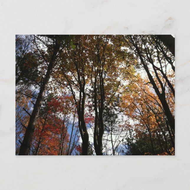 A fall hike in New York State Postcard (Front)