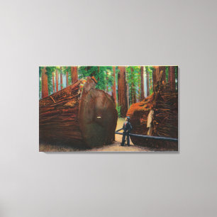 A Fallen Giant, Humboldt State Park Canvas Print