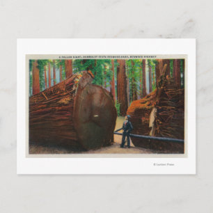 A Fallen Giant, Humboldt State Park Postcard