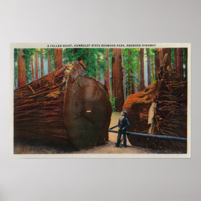 A Fallen Giant, Humboldt State Park Poster (Front)