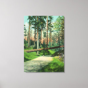 A Fallen Tree at Woodland Park Scene Canvas Print