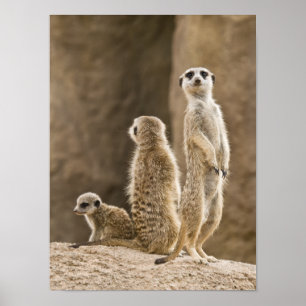 A Family Of Meerkats Poster