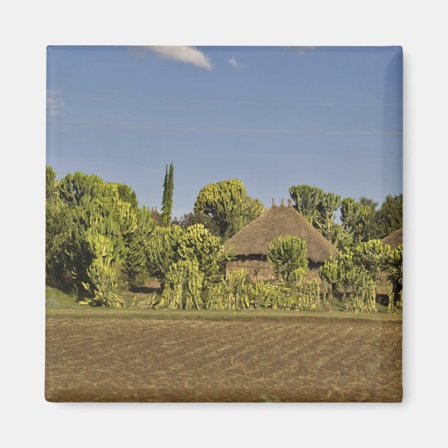 A farmed field in front of thatched roof houses magnet (Front)
