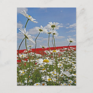 A farmland field of white ox-eyed daisies and 2 postcard