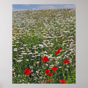 A farmland field of white ox-eyed daisies and poster