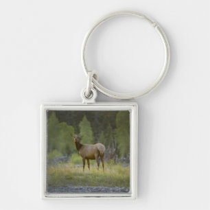 A female elk stands looking at the camera with a key ring