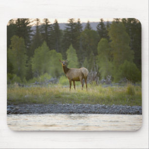 A female elk stands looking at the camera with a mouse pad