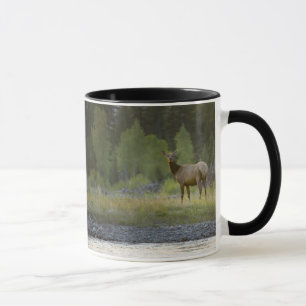 A female elk stands looking at the camera with a mug