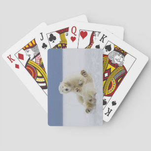 A female polar bear and her cub play in the snow playing cards