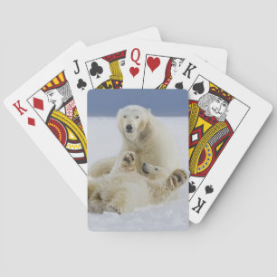 A female polar bear and her cub play in the snow playing cards