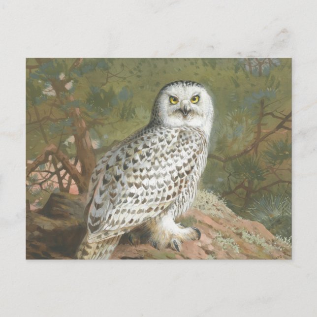 A Female Snowy Owl by Archibald Thorburn Postcard (Front)