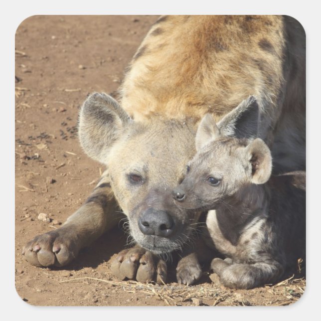 A female Spotted Hyena and her cub, Kruger Square Sticker (Front)