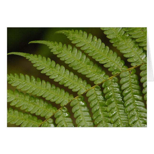A fern detail, from Mindo Cloud Forest, (Front Horizontal)