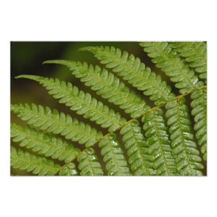 A fern detail, from Mindo Cloud Forest, Photo Print