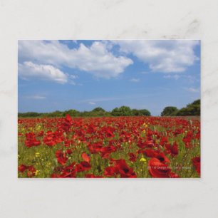 A Field Full Of Red Flowers Postcard