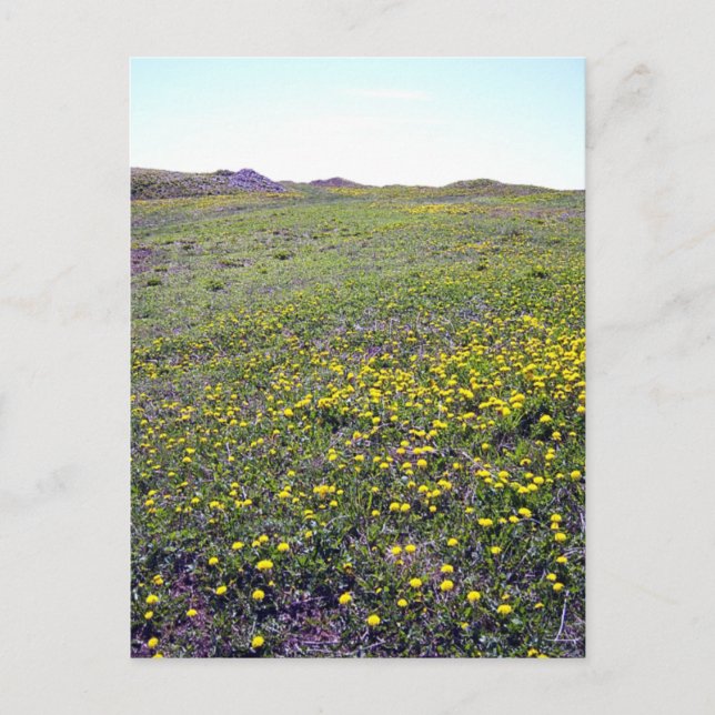 A Field Of Dandelions Postcard (Front)