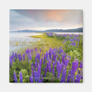 A field of Lupine wildflowers on the North Shore Magnet