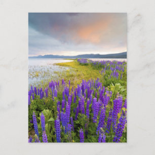 A field of Lupine wildflowers on the North Shore Postcard