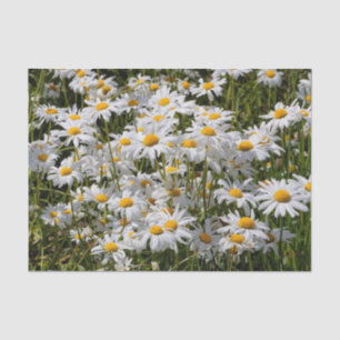 A Field of Oxeye Daisies Tissue Paper