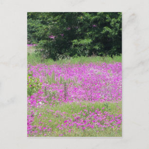 A field of pink spring wildflowers postcard