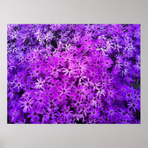 A field of Purple and Pink Daisies Poster
