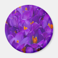 A Field of Purple Crocuses