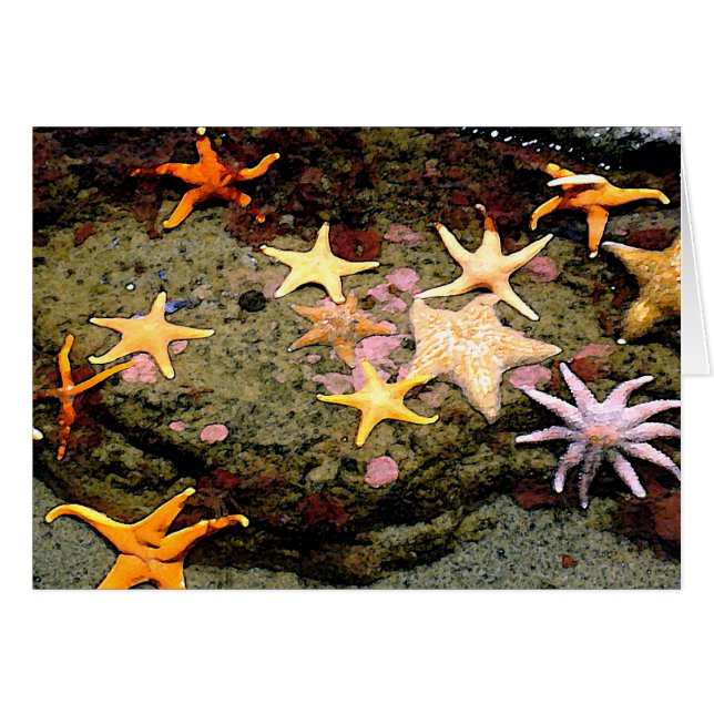 A Field of Stars (Front Horizontal)