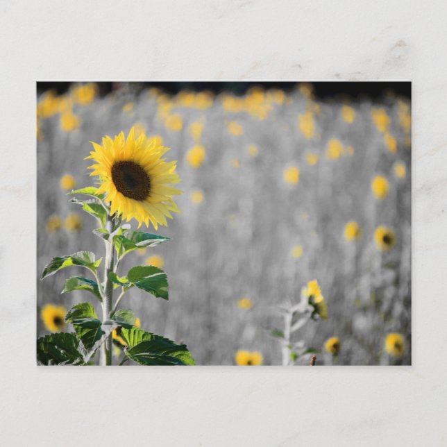 A Field of Sunflowers in Black and White Postcard (Front)