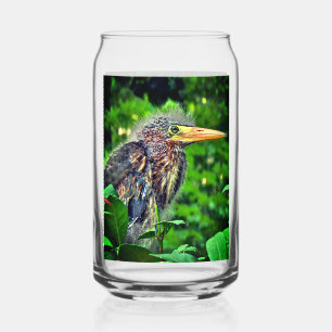 A fledgling Green Heron (Butorides virescens) Can Glass