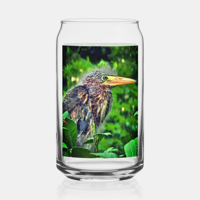 A fledgling Green Heron (Butorides virescens) Can Glass (Back)