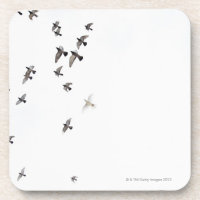 A flock of birds is flying at the sky