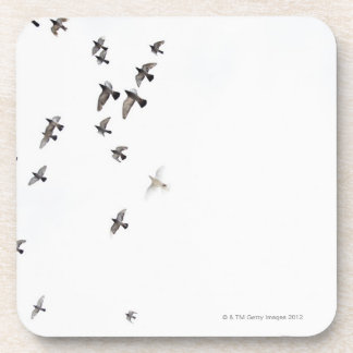 A flock of birds is flying at the sky coaster