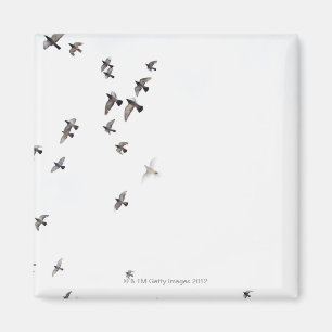 A flock of birds is flying at the sky magnet