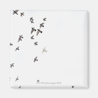 A flock of birds is flying at the sky magnet