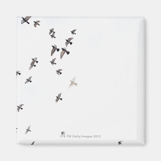 A flock of birds is flying at the sky magnet (Front)