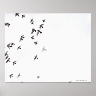 A flock of birds is flying at the sky poster