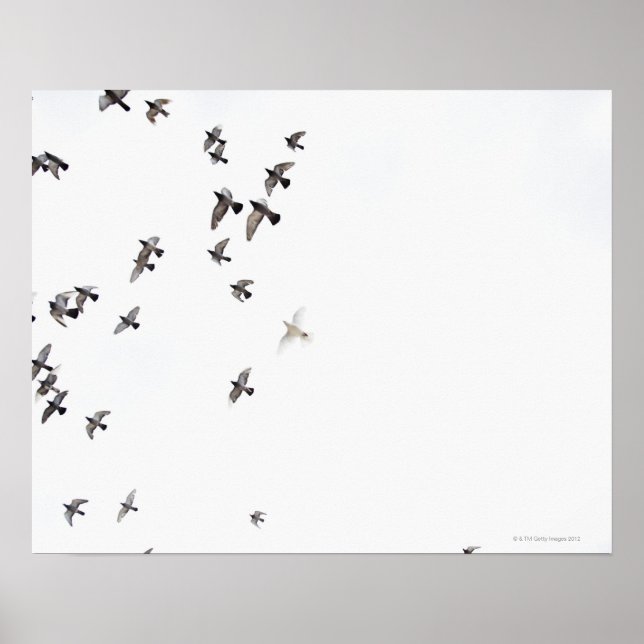 A flock of birds is flying at the sky poster (Front)