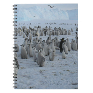 A flock of Pingains in Antarctica, photo.  Notebook