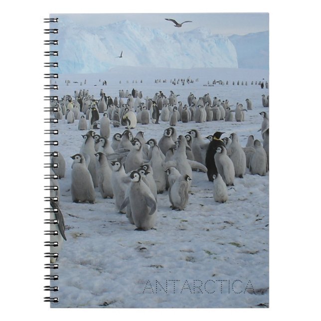 A flock of Pingains in Antarctica, photo.  Notebook (Front)