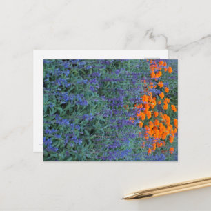 A flower garden of blue salvia and marigolds. postcard