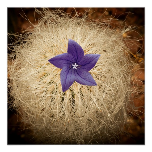 A flower poster (Front)
