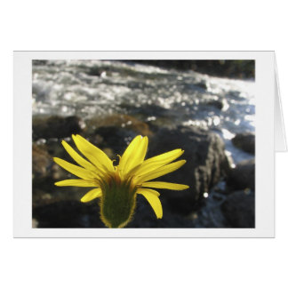 A Flower's View of Woods Creek