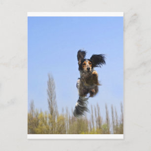 A flying dog! postcard