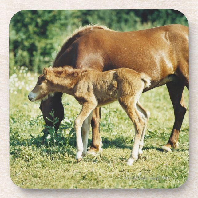 A foal and a horse in a pasture. coaster (Front)