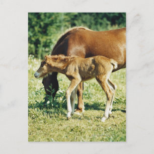 A foal and a horse in a pasture. postcard