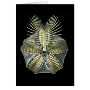 A Fossil Sea Urchin