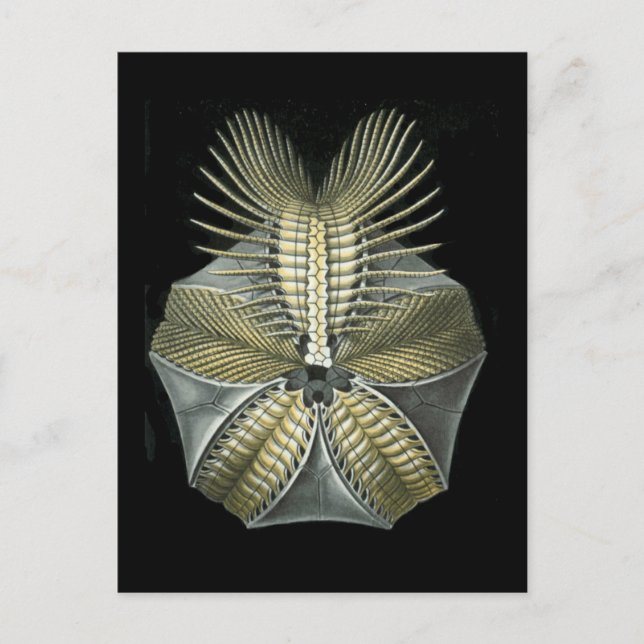 A Fossil Sea Urchin Postcard (Front)